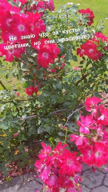 Малиновые цветы смотреть онлайн