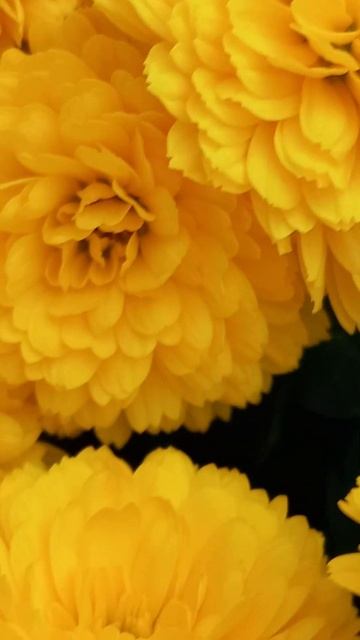 Цветки хризантем желтой мультифлора смотреть онлайн