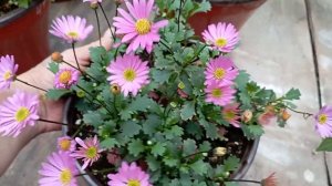 Брахикома! Цветок для кашпо, для клумбы и вазонов! 🌸