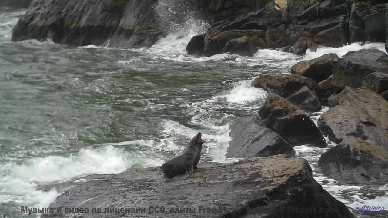 Кадры природы, которые смешнее любого стендапа! - Therapy -- Makaih Beats -- Therapy