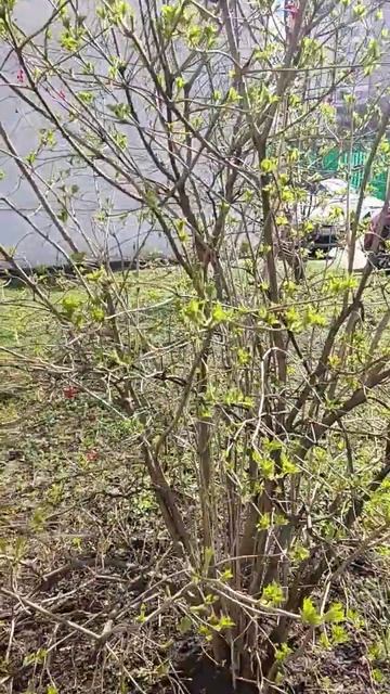 так быстро распускаются листья берёзы смотреть онлайн