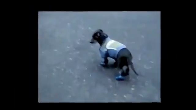 Лучшие приколы - новые прикольные видео смотреть онлайн