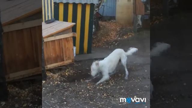 Борька дурень