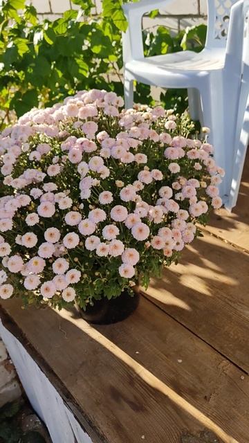 ХРИЗАНТЕМА МУЛЬТИФЛОРА √6 ДЛЯ ЗАКАЗА +79021040902 #цветы #ра смотреть онлайн