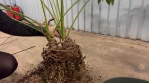 Мой крупномер, Филодендрон Фан Бан  Гоэлдий. Уход и пер