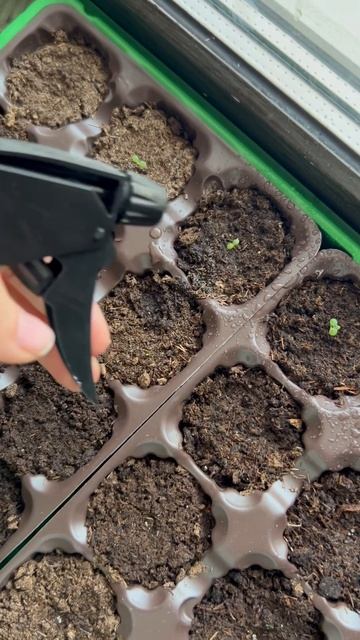 Полив петунии 🌺 #дача #огород #сад #рассада #семенапар? смотреть онлайн