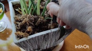 Эухарис. Подкормка и уход за эухарисом.