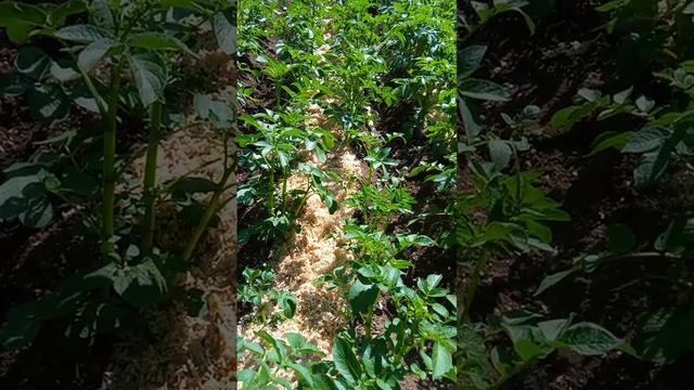 Картофель,мульча Опилками.. смотреть онлайн