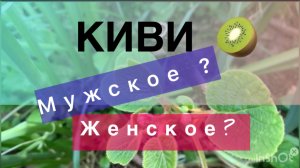 Я ждун :) жду цветки киви, чтоб определить мужское или женское это растение.
