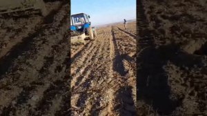 Как правильно посадить саженцы грецкого ореха?