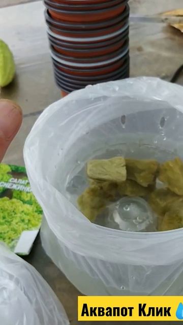 Как сажать семена в минвату на гидропонике смотреть онлайн