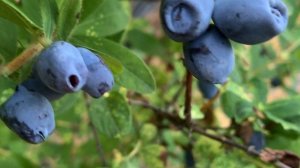 Жимолость Сердце гиганта. Романтическое название, вку