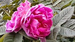 ЦВЕТЕНИЕ РОЗЫ-РУГОЗЫ и ШИПОВНИКА в ГОРОДЕ