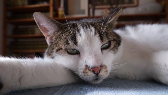 Как набрать ПЕРВЫХ 100 ПОДПИСЧИКОВ на Ютубе 2024 | ИНСТРУКЦИЯ С НУЛЯ новичку смотреть онлайн