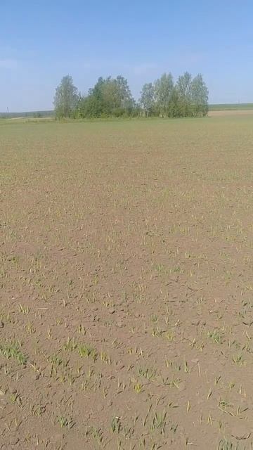 #shorts 🔎🌾Обследование ячменя Яромир. Кировская област смотреть онлайн