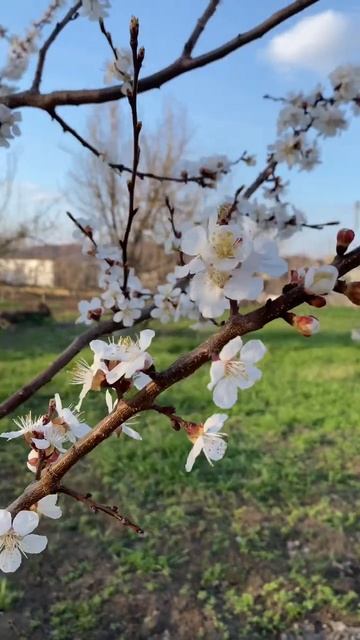 Весна 2025. Цветение абрикоса смотреть онлайн