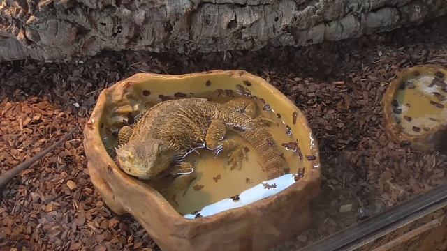 Ящерица купается/ Lizard bathing смотреть онлайн