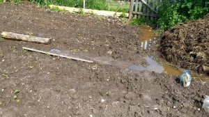 Выращивание и размножение облепихи.