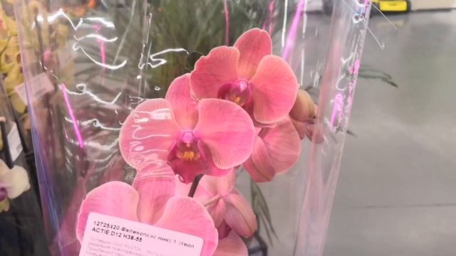 Обзор самых необычных орхидей из Леруа Мерлен Ульяновск