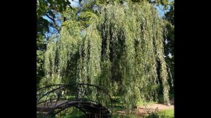 Ива плакучая Идеал, зимостойкие ивы селекции Шабурова