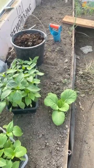 Перец) высадка #весна#рассада#деревня#дача#перец смотреть онлайн