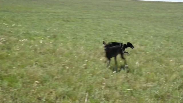 Питомник левреток. #левретка #левретки #питомник #italiangreyhound #iggy #levretka #pli