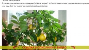 ⚫ Павловский лимон питомник официальный ⚡ Как выраст