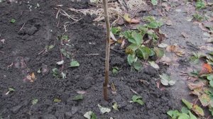 Посадка саженцев хурмы осенью. Эксперимент.