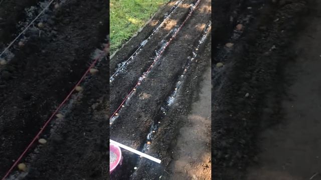 Практические занятия: Сажаем лук севок под зиму на бо смотреть онлайн