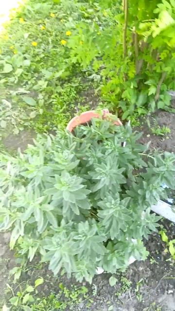 Так приятно...))) незабудки