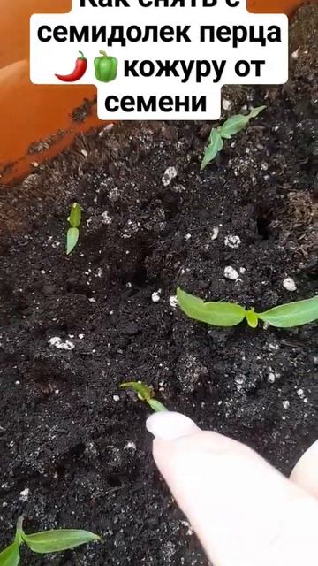Как снять с семидолек перца🌶🫑кожуру от семени смотреть онлайн