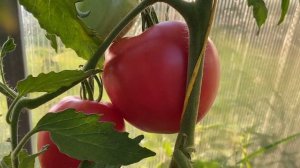 ЗНАМЕНИТАЯ КЛУБНИКА МИССИС ШЛАУБАХ // обзор томата // в?