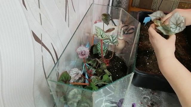 ВЫРОСЛИ ДЖУНГЛИ. БУДЕМ ПОДСТРИГАТЬ ЛИСТЬЯ У БЕГОНИЙ. 3