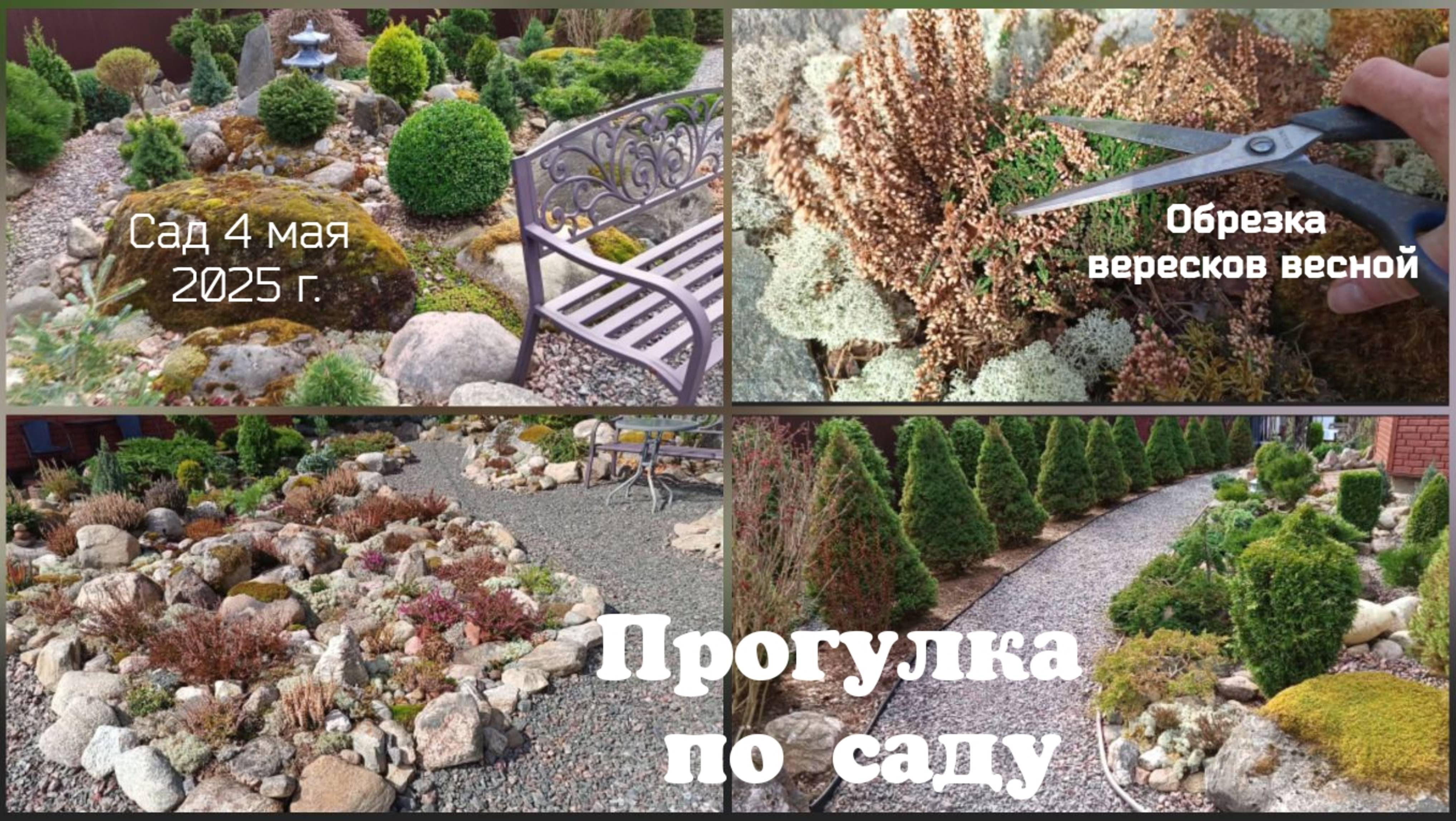 Прогулка по саду 4 мая 2025 г., обрезка вересков весной. смотреть онлайн