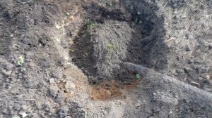 Посадка гортензии..Подробно..Грунт ,уход и что положит?