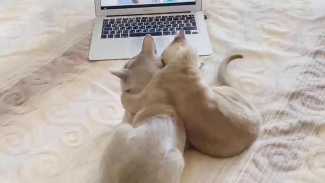 Болельщик 22 online выставки кошек PCA смотреть онлайн