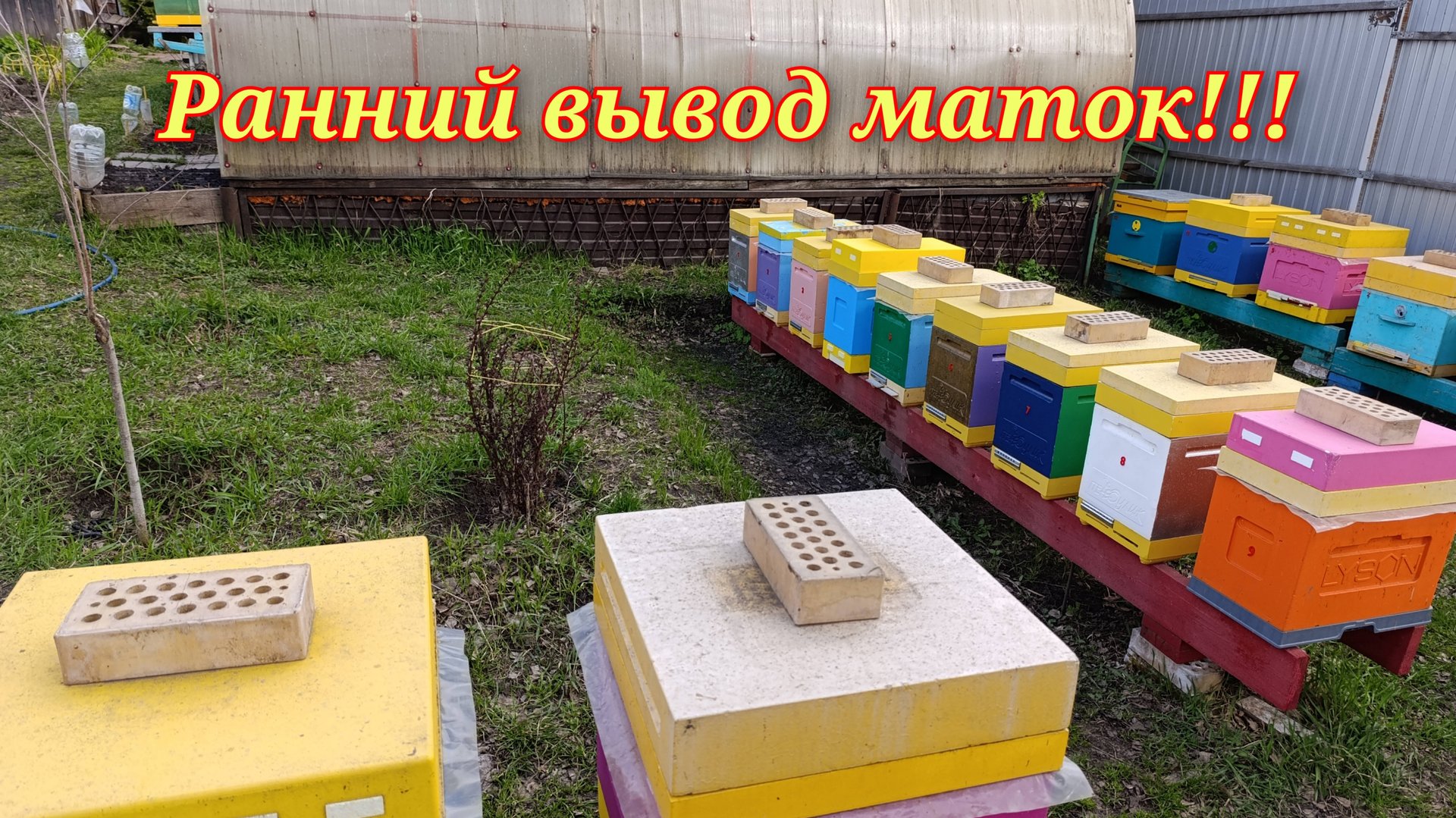 Ранний вывод маток в Сибири!!! смотреть онлайн