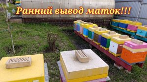 Ранний вывод маток в Сибири!!!