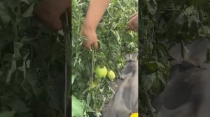 ТОМАТ ФЕРМЕР ПЕТЯ