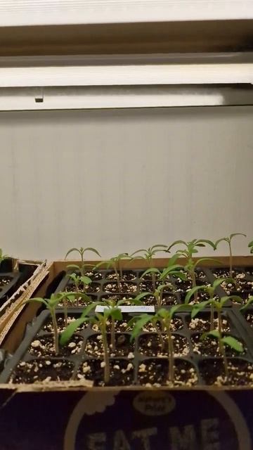 5.04.2024 рассада томатов для грядущего сезона, и погода з? смотреть онлайн