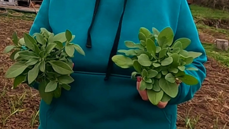 Выбор объёма кашпо для высадки петуний!! Сажаем петунии правильно!! смотреть онлайн