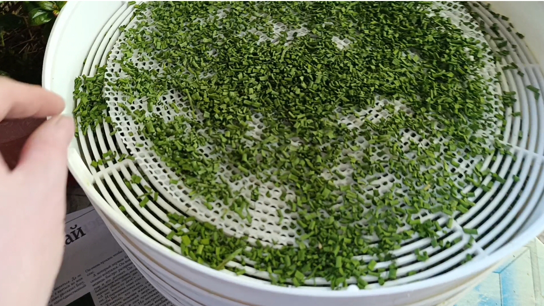 06-05-2025 Первые сушёные заготовки на зиму. смотреть онлайн