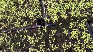 Руккола. Посев, всходы.