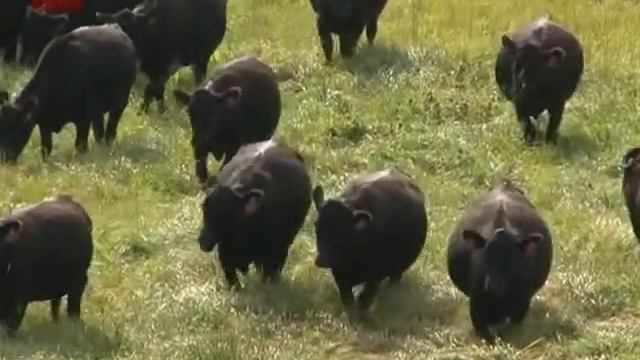 Бизнес nov 16.09.2013 смотреть онлайн