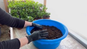 Вкусный грунт для крупнолистной гортензии, состав (па?