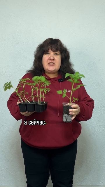 Рассада вытянулась. Что делать? смотреть онлайн