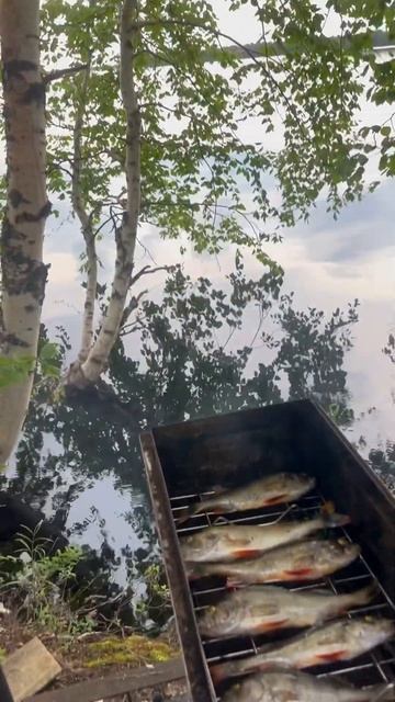 Коптим окуня на голубике👍 смотреть онлайн