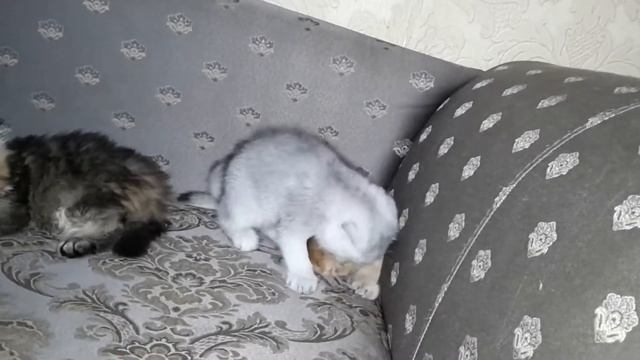 Золотые и серебристые шиншиллы