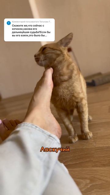 Спасенный рыжий кот Рон до сих пор на передержке #redcat #m смотреть онлайн