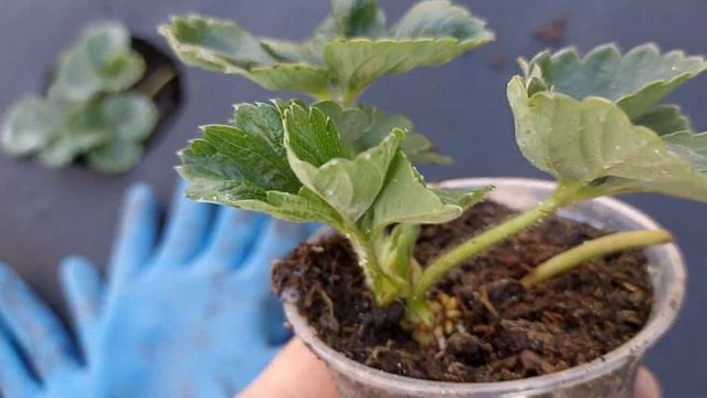 Обзор позднего укоренения рассады клубники в стаканч? смотреть онлайн